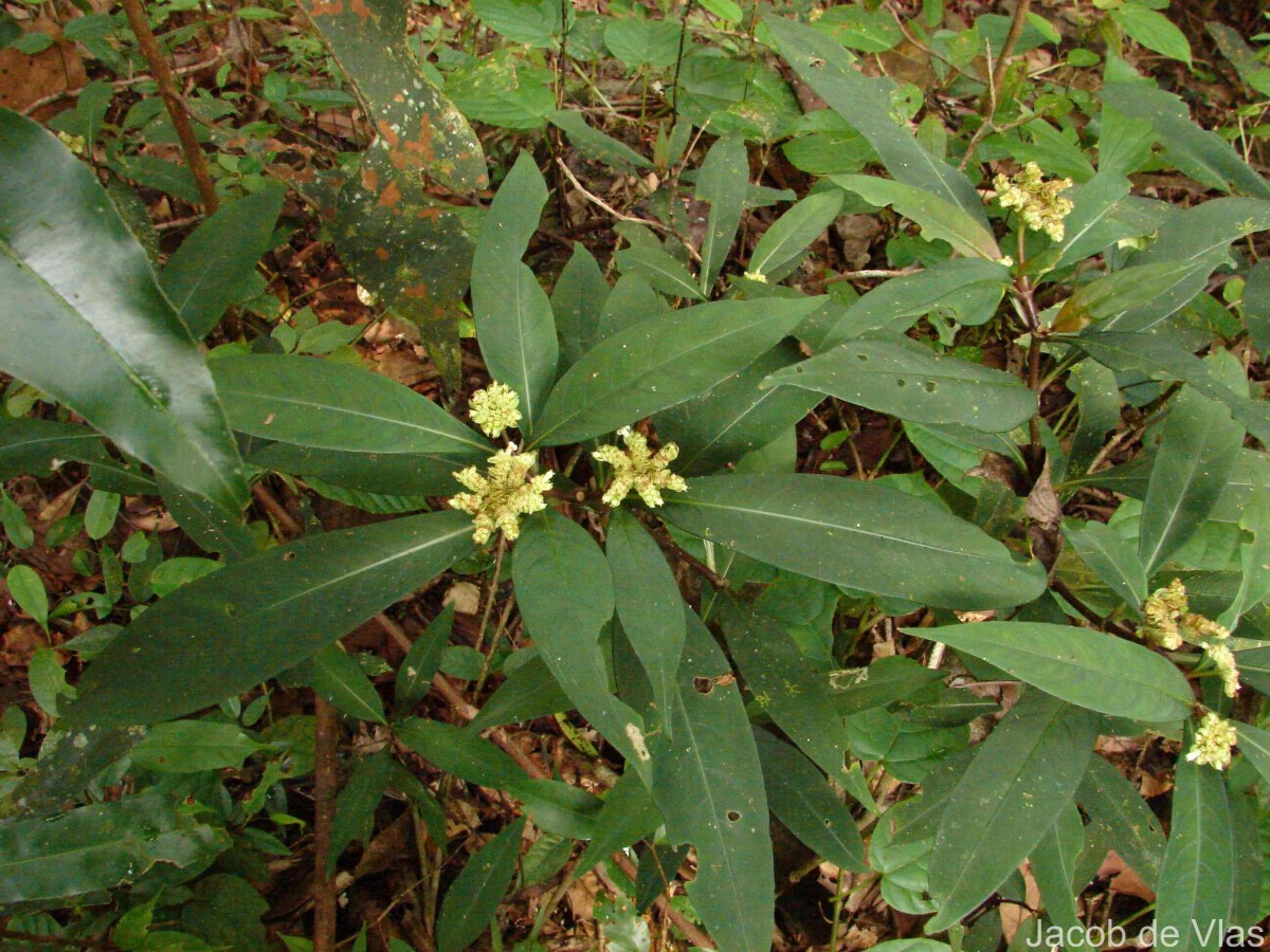 Ophiorrhiza pectinata Arn.